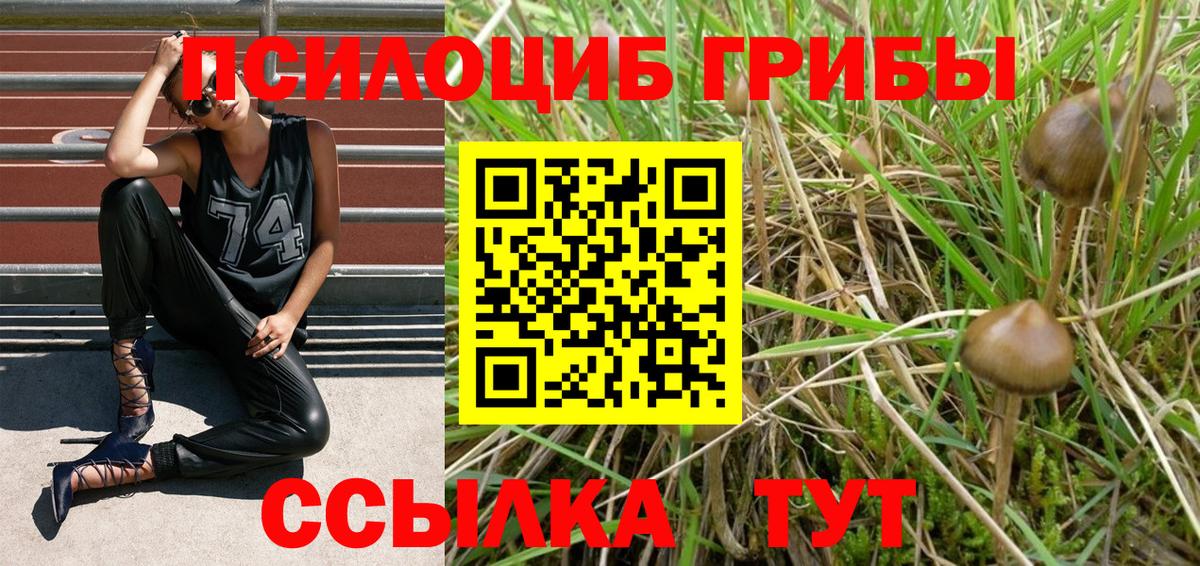 где найти наркотики  Псилоцибиновые грибы GOLDEN TEACHER  Вход с VPN  Псилоцибиновые грибы прущие грибы  Кировск 
