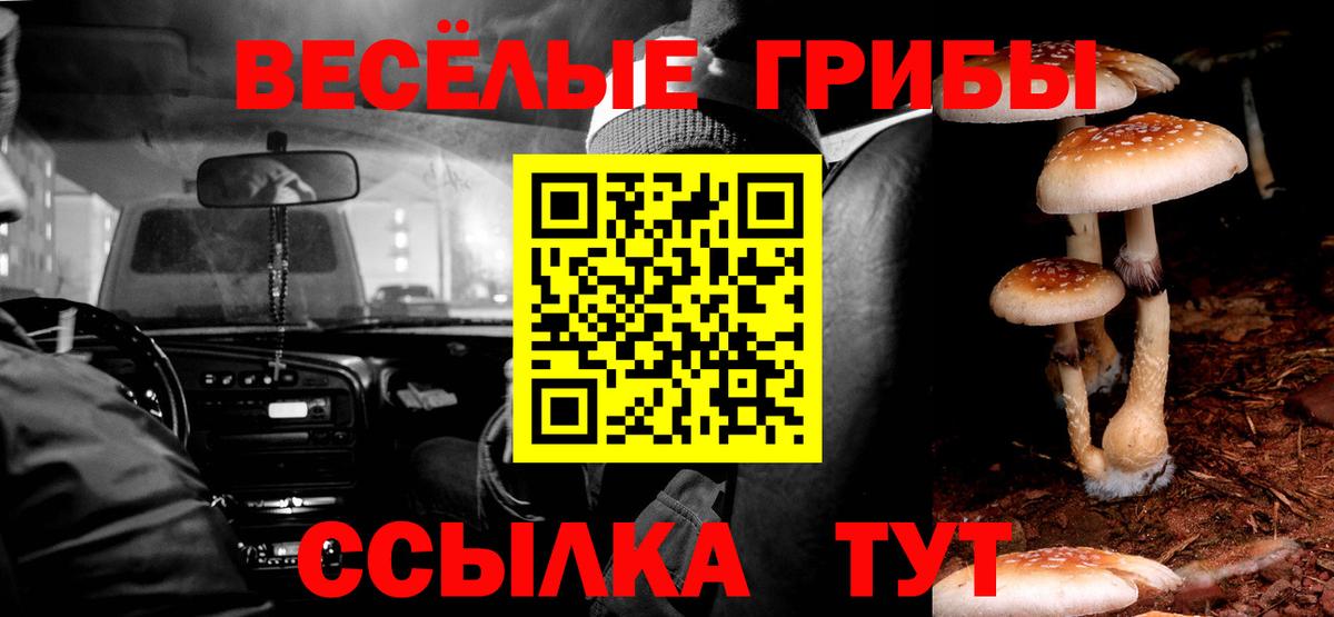 Псилоцибиновые грибы Psilocybe Кировск